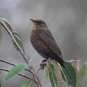 J01_1010 Blackbird female.JPG